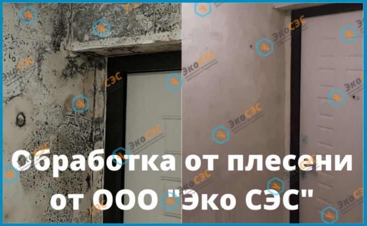 обработка от плесени фото до после